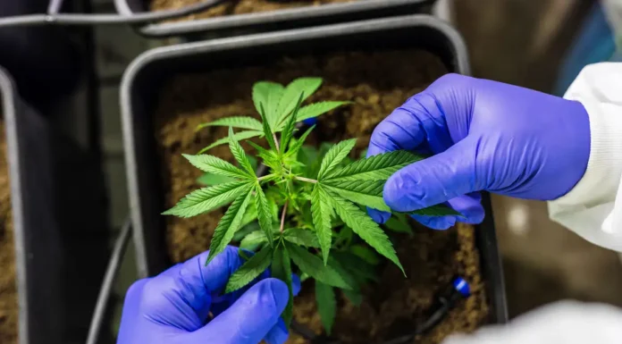 Cultivo de cannabis medicinal pelo agronegócio é destaque em congresso
