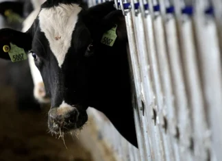 País recebe status internacional como livre de febre aftosa sem vacina