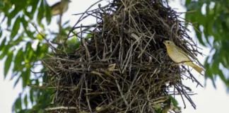 Rio: câmeras vão possibilitar um levantamento mais detalhado da fauna