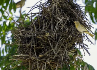 Rio: câmeras vão possibilitar um levantamento mais detalhado da fauna