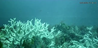 Edital do BNDES destina R$ 43 milhões para proteção de ilhas oceânicas