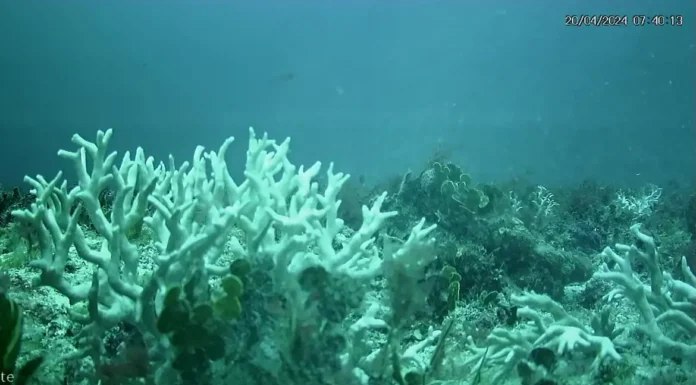 Edital do BNDES destina R$ 43 milhões para proteção de ilhas oceânicas
