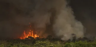 Queimadas fazem desmatamento crescer 92% na Amazônia