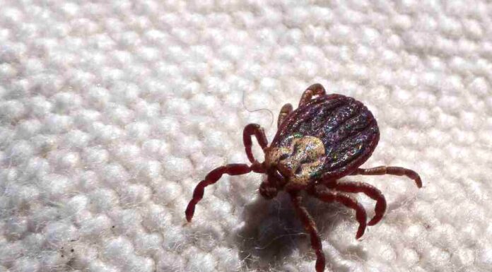 Febre maculosa causa mais duas mortes no interior de São Paulo