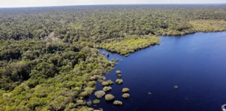 Fundo Amazônia bate recorde ao destinar mais de R$ 1 bilhão em 2025