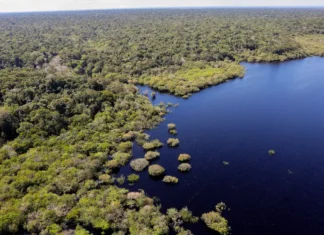 Fundo Amazônia bate recorde ao destinar mais de R$ 1 bilhão em 2025