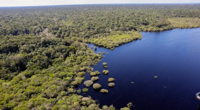 Fundo Amazônia bate recorde ao destinar mais de R$ 1 bilhão em 2025