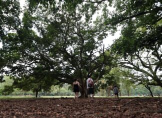 SP: três pessoas ficam feridas após árvore cair no Parque Ibirapuera