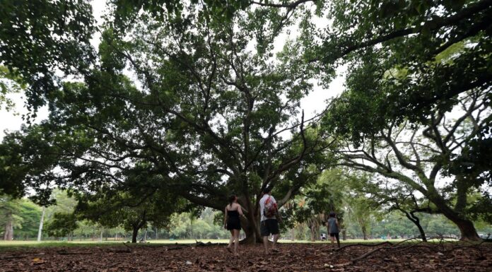 SP: três pessoas ficam feridas após árvore cair no Parque Ibirapuera