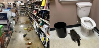 Guaxinim invade loja de bebidas nos EUA, “bebe todas” e é achado desacordado no banheiro