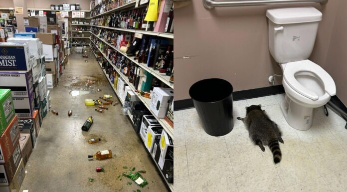 Guaxinim invade loja de bebidas nos EUA, “bebe todas” e é achado desacordado no banheiro