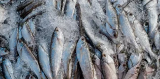 Abipesca pede crédito emergencial para reduzir impacto do tarifaço