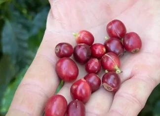 China habilita 183 empresas brasileiras a exportar café para o país