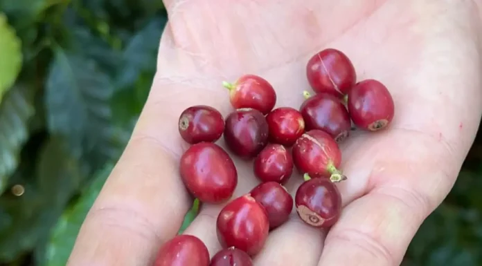 China habilita 183 empresas brasileiras a exportar café para o país