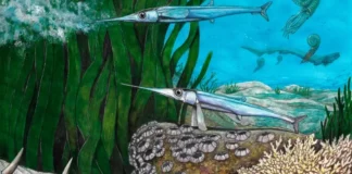 Cientistas brasileiros identificam nova espécie de peixe pré-histórico