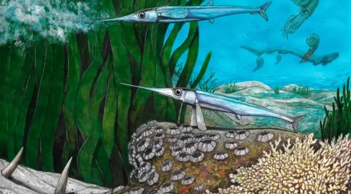 Cientistas brasileiros identificam nova espécie de peixe pré-histórico