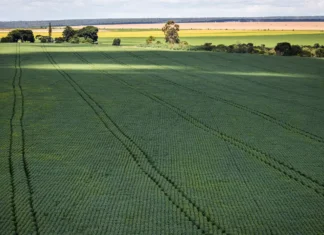 COP30: agro quer se posicionar como parte da solução, diz associação