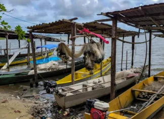 Início do defeso da piracema restringe pesca comercial no país