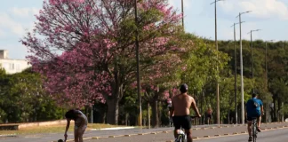 Dois terços dos brasileiros moram em ruas arborizadas
