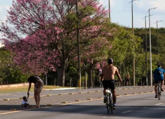 Dois terços dos brasileiros moram em ruas arborizadas