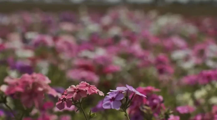 Primavera começa com chegada de frente fria, temporais e fortes ventos