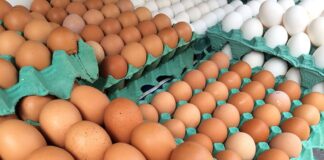 MG descarta preventivamente 450 toneladas de ovos férteis vindos do RS