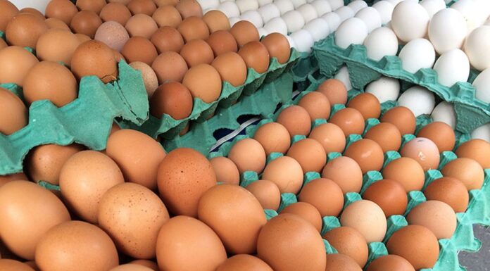 MG descarta preventivamente 450 toneladas de ovos férteis vindos do RS