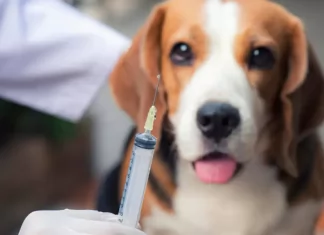 Após 40 anos, capital paulista registra primeiro caso de raiva canina