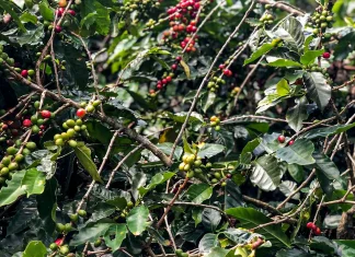 Conab estima queda na produção de café com 51,8 milhões de sacas