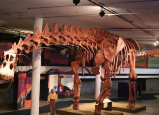 SP: exposição mostra réplica do maior dinossauro do mundo