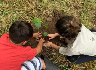 Memorial verde é plantado em São Paulo para lembrar pandemia no país