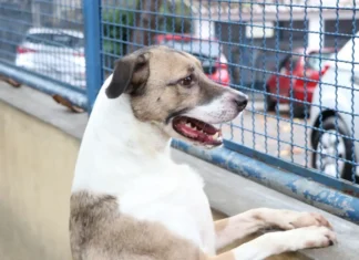 Fogos de artifício acarretam sofrimento físico e risco para animais