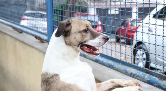 Fogos de artifício acarretam sofrimento físico e risco para animais