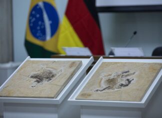 Alemanha devolve fóssil Ubirajara jubatus ao Cariri cearense