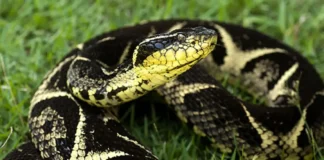 PF investiga grupo que usava Correios para traficar animais