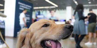 Câmara aprova projeto que obriga aéreas a rastrear transporte de pets