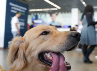 Câmara aprova projeto que obriga aéreas a rastrear transporte de pets