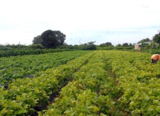 Ministérios assinam acordo para impulsionar agricultura familiar