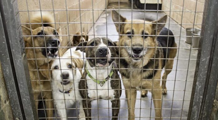 Lei oficializa Julho Dourado para promover saúde animal e prevenir zoonoses Lei oficializa Julho Dourado para promover saúde animal e prevenir zoonoses