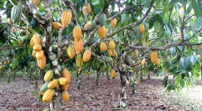Lei reconhece Ilhéus, na Bahia, como Capital Nacional da Rota do Cacau e do Chocolate Lei reconhece Ilhéus, na Bahia, como Capital Nacional da Rota do Cacau e do Chocolate