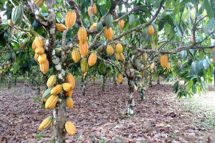 Lei reconhece Ilhéus, na Bahia, como Capital Nacional da Rota do Cacau e do Chocolate
