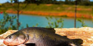 Consumo de pescado cresce 65% no Brasil desde 2004