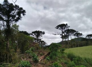Ações ambientais ajudam na recuperação de 254 hectares de florestas