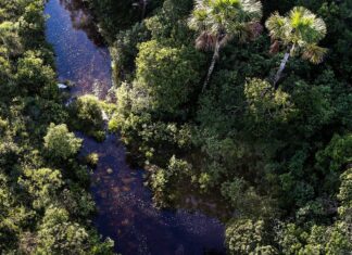 ICMBio divulga balanço sobre combate a crimes ambientais
