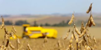 Medida provisória abre crédito orçamentário para agricultores gaúchos afetados pelas enchentes Medida provisória abre crédito orçamentário para agricultores gaúchos afetados pelas enchentes