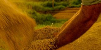 Medida provisória abre crédito orçamentário para aumento de estoques de alimentos por causa do El Niño Medida provisória abre crédito orçamentário para aumento de estoques de alimentos por causa do El Niño