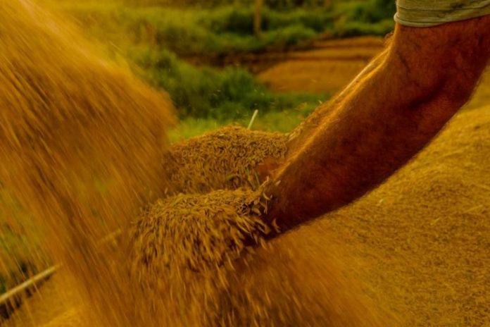 Medida provisória abre crédito orçamentário para aumento de estoques de alimentos por causa do El Niño