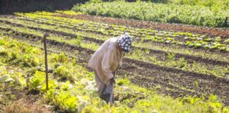 Medida provisória que concedia crédito extra à agricultura familiar perde a validade Medida provisória que concedia crédito extra à agricultura familiar perde a validade