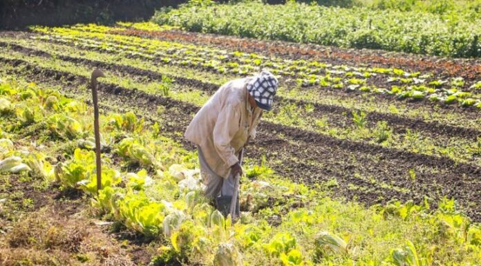 Medida provisória que concedia crédito extra à agricultura familiar perde a validade Medida provisória que concedia crédito extra à agricultura familiar perde a validade