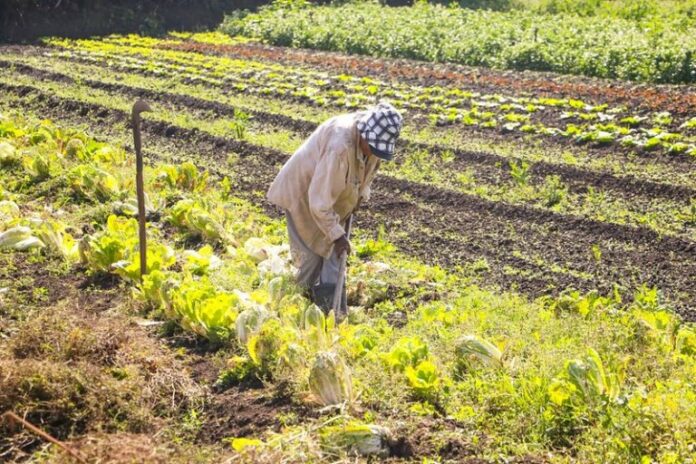 Medida provisória que concedia crédito extra à agricultura familiar perde a validade